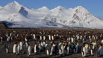 Wide angle shot of a King penguin (Aptenodytes patagonicus) colony with mountains in the background, Prion Island, South Georgia.