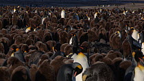 Tracking shot of a King penguin (Aptenodytes patagonicus) walking through a colony, Prion Island, South Georgia.