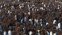 Wide angle shot of a King penguin (Aptenodytes patagonicus) colony, Prion Island, South Georgia.