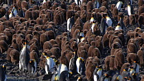 Wide angle shot of a King penguin (Aptenodytes patagonicus) colony, Prion Island, South Georgia.