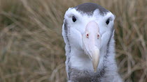 Close up portrait of a Wandering albatross (Diomedea exulans) chick, Prion Island, South Georgia, November.