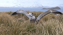 Wandering albatross (Diomedea exulans) chick stretching its wings, Prion Island, South Georgia.