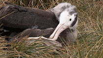 Wandering albatross (Diomedea exulans) chick preening, Prion Island, South Georgia.
