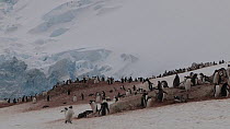 Tilt shot down from snow covered mountains to a Gentoo penguin (Pygoscelis papua) breeding colony, Neko Harbour, Andvord Bay, Graham Land, Antarctica.