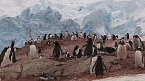 View of a Gentoo penguin (Pygoscelis papua) breeding colony, with a glacier in the background, Neko Harbour, Andvord Bay, Graham Land, Antarctica.