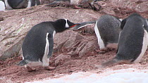Gentoo penguins (Pygoscelis papua) squabbling in breeding colony, Neko Harbour, Andvord Bay, Graham Land, Antarctica.