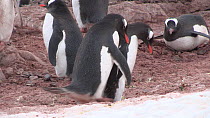 Pair of Gentoo penguins (Pygoscelis papua) courting and attempting to mate, Neko Harbour, Andvord Bay, Graham Land, Antarctica.