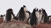 Pair of Gentoo penguins (Pygoscelis papua) displaying at breeding colony, with other pairs on nests in the background, Neko Harbour, Andvord Bay, Graham Land, Antarctica.
