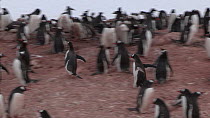 Gentoo penguins (Pygoscelis papua) at breeding colony, Neko Harbour, Andvord Bay, Graham Land, Antarctica.