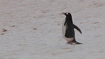 Gentoo penguin (Pygoscelis papua) walking to a breeding colony, carrying a stone for its mate, Neko Harbour, Andvord Bay, Graham Land, Antarctica.