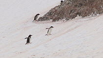 Gentoo penguins (Pygoscelis papua) walking up a slope to their breeding colony, Neko Harbour, Andvord Bay, Graham Land, Antarctica.