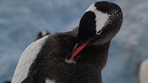 Gentoo penguin (Pygoscelis papua) preening, Neko Harbour, Andvord Bay, Graham Land, Antarctica.