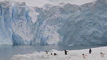 Gentoo penguins (Pygoscelis papua) walking close to the edge of an ice shelf with a glacier in the background, Neko Harbour, Andvord Bay, Graham Land, Antarctica.