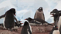 Gentoo penguin (Pygoscelis papua) squabbling with neighbouring penguins at nest site in a breeding colony, Neko Harbour, Andvord Bay, Graham Land, Antarctica.