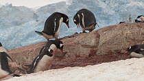 Male Gentoo penguin (Pygoscelis papua) chasing a rival and offering a stone to a nearby female, Neko Harbour, Andvord Bay, Graham Land, Antarctica.