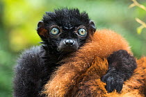 Blue-eyed / Sclater's black lemur (Eulemur flavifrons) male with arm on female's back, captive, endemic to Madagascar., Critically Endangered.