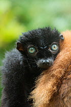 Blue-eyed / Sclater's black lemur (Eulemur flavifrons) male sitting next to female, captive, endemic to Madagascar., Critically Endangered.
