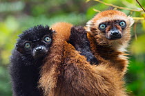 Blue-eyed / Sclater's black lemur (Eulemur flavifrons) male and female (on right) captive, endemic to Madagascar., Critically Endangered.