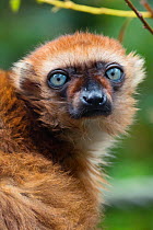 Blue-eyed / Sclater's black lemur (Eulemur flavifrons) captive, endemic to Madagascar. Critically Endangered.