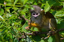 Bolivian / Black headed squirrel monkey (Saimiri boliviensis) captive, occurs in Bolivia, Brazil and Peru.