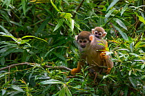 Bolivian / Black headed squirrel monkey (Saimiri boliviensis) carrying baby, captive, occurs in Bolivia, Brazil and Peru.