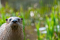 North American river otter (Lutra canadensis)  captive, occurs in North America.