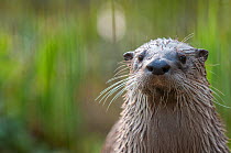 RF- North American river otter (Lutra canadensis)  captive, occurs in North America.