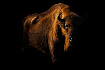 European bison (Bison bonasus) standing in shadow, Zuid-Kennemerland National Park,  the Netherlands. January. Reintroduced species.