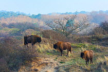 European bison (Bison bonasus) group of three in habitat, Zuid-Kennemerland National Park,  the Netherlands. January. Reintroduced species.