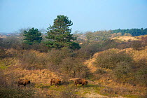 European bison (Bison bonasus) group of three  in habitat, Zuid-Kennemerland National Park,  the Netherlands. January. Reintroduced species.