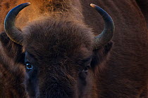 European bison (Bison bonasus) close up portrait showing horns, Zuid-Kennemerland National Park,  the Netherlands. January. Reintroduced species.