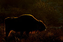 European bison (Bison bonasus) backlit at dawn, Zuid-Kennemerland National Park,  the Netherlands. January. Reintroduced species.