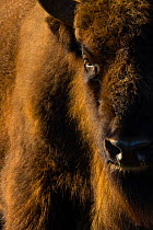 European bison (Bison bonasus) close up portrait, Zuid-Kennemerland National Park,  the Netherlands. January. Reintroduced species.