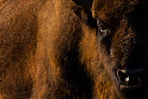 European bison (Bison bonasus) close up portrait, Zuid-Kennemerland National Park,  the Netherlands. January. Reintroduced species.