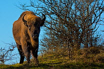 European bison (Bison bonasus) Zuid-Kennemerland National Park,  the Netherlands. January. Reintroduced species.