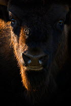 European bison (Bison bonasus) portrait in shadow, Zuid-Kennemerland National Park,  the Netherlands. January. Reintroduced species.