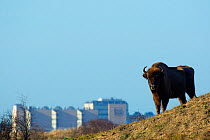 European bison (Bison bonasus) with town in the background, Zuid-Kennemerland National Park,  the Netherlands. January. Reintroduced species.