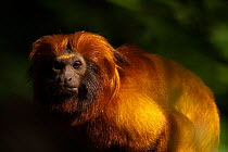Golden lion tamarin (Leontopithecus rosalia) captive, occurs in the Atlantic Rainforest of Brazil. Critically endangered.