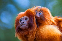Golden lion tamarin (Leontopithecus rosalia) mother with baby on back. Captive, occurs in the Atlantic Rainforest of Brazil. Critically endangered.