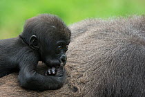Western lowland gorilla (Gorilla gorilla gorilla) baby riding on mother's back, captive, occurs in Central Africa. Critically endangered.