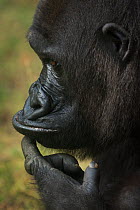 Western lowland gorilla, (Gorilla gorilla gorilla) with finger on chin, captive, occurs in Central Africa. Critically endangered.