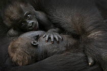 Western lowland gorilla (Gorilla gorilla gorilla) twin  babies age 45 days resting side by side in mother's arms, captive, occurs in Central Africa. Critically endangered.