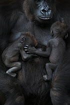 Western lowland gorilla (Gorilla gorilla gorilla) twin babies age 45 days sleeping on mother's chest, captive, occurs in Central Africa. Critically endangered.