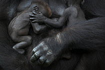 Western lowland gorilla (Gorilla gorilla gorilla) twin babies age 45 days sleeping in mother's arms, captive, occurs in Central Africa. Critically endangered.