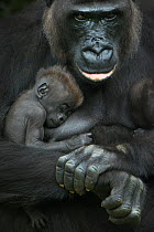 Western lowland gorilla (Gorilla gorilla gorilla) baby sleeping in mother's arms, captive, occurs in Central Africa. Critically endangered.