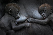 Western lowland gorilla (Gorilla gorilla gorilla) twin babies age 45 days resting on mother's chest, one suckling. captive, occurs in Central Africa. Critically endangered.