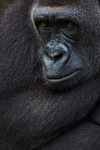 RF- Western lowland gorilla, (Gorilla gorilla gorilla) portrait, captive, occurs in Central Africa. Critically endangered. (This image may be licensed either as rights managed or royalty free.)
