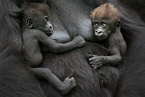 Western lowland gorilla (Gorilla gorilla gorilla) twin babies age 45 days, resting on mother's chest, captive, occurs in Central Africa. Critically endangered.