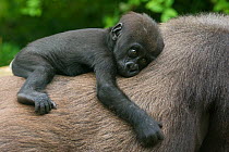Western lowland gorilla (Gorilla gorilla gorilla) baby resting on mother's back, captive, occurs in Central Africa. Critically endangered.