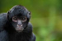 Brown headed spider monkey (Ateles fusciceps) captive, occurs in Central and South America.
